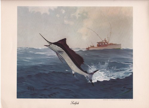 Sailfish